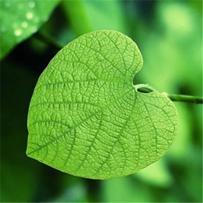 格斗家学院内购破解版下载